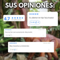 Dinosaurio: Camina, Pone Huevos, Luces Y Sonido - imagen 7